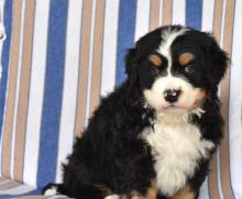 Puppies for sale bernese mountain dog - Ireland, Dublin