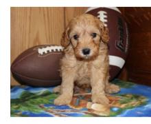 Puppies for sale , cavapoo - Netherlands, Rotterdam