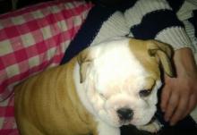 Puppies for sale english bulldog - Lithuania, Zarasai. Price 21 €