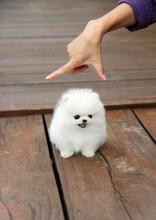 Puppies for sale pomeranian spitz - Ireland, Dublin