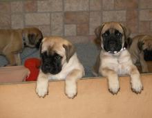 Puppies for sale bullmastiff - Greece, Athens. Price 10 €