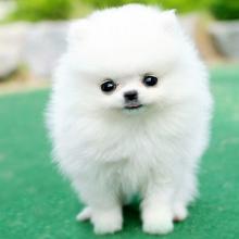 Puppies for sale pomeranian spitz - Austria, Graz