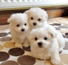 Puppies for sale maltese - Finland, Rovaniemi