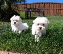 Puppies for sale maltese - Sweden, Esbjerg