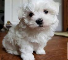 Puppies for sale maltese - Sweden, Kalmar