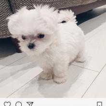 Puppies for sale maltese - Latvia, Kraslava
