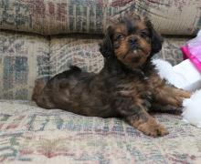 Puppies for sale , cavapoo - Sweden, Kalmar
