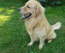 Puppies for sale golden retriever - Canada, Alberta, Edmonton