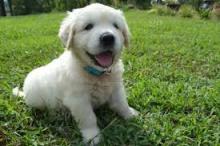 Puppies for sale golden retriever - Kyrgyzstan, Bishkek