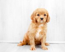 Puppies for sale , cavapoo - Sweden, Lidkoping