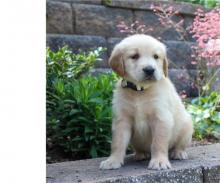 Puppies for sale golden retriever - Sweden, Lidkoping