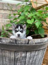 Puppies for sale , siberian husky - Russia, Syzran