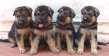 Puppies for sale german shepherd dog - Georgia, Georgia