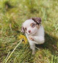 Puppies for sale australian shepherd - Austria, Vienna. Price 1500 €