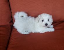 Puppies for sale maltese - United Kingdom, Cardiff