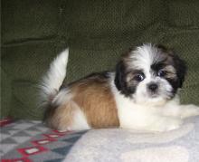 Puppies for sale lhasa apso - Ireland, Cork