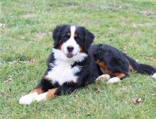 Puppies for sale bernese mountain dog - Denmark, Aarhus