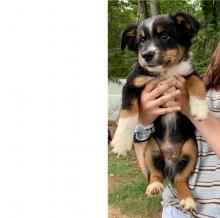 Puppies for sale australian shepherd - Sweden, Lidkoping