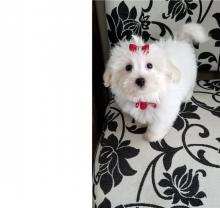 Puppies for sale maltese - Ireland, Dublin