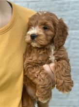 Puppies for sale , cockapoo - Denmark, Aarhus