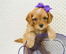 Puppies for sale , cavapoo - Sweden, Kalmar