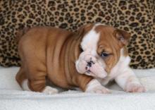 Puppies for sale other breed - Sweden, Kalmar