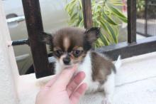 Puppies for sale chihuahua - Luxembourg, Luxembourg