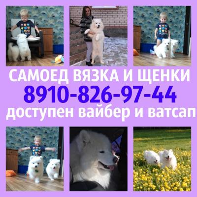 Продам щенка Самоед, самоедская лайка - Россия, Кострома