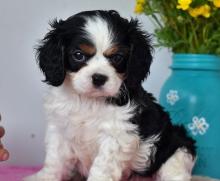 Puppies for sale , cavalier king charles spaniel - Ireland, Dublin