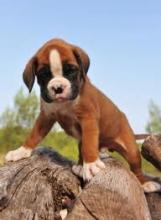 Puppies for sale boxer - Sweden, Kalmar
