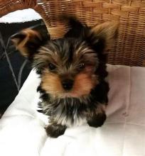 Puppies for sale yorkshire terrier - Ireland, Dublin