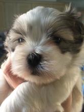 Puppies for sale other breed - Romania, Bucharest