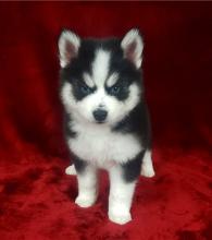 Puppies for sale , pomsky - Finland, Rovaniemi