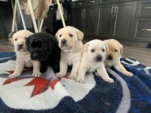 Puppies for sale labrador retriever - Portugal, Lisbon