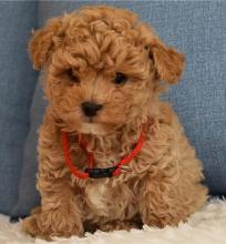 Puppies for sale , cockapoo - Armenia, Vanadzor