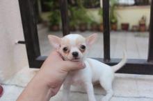 Puppies for sale chihuahua - Czech Republic, Prague