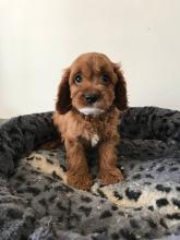 Puppies for sale other breed - Cyprus, Limassol