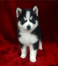 Puppies for sale , pomsky - Ireland, Dublin