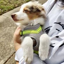 Puppies for sale australian shepherd - Cyprus, Limassol