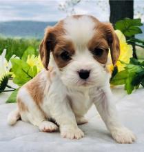 Puppies for sale , cavalier king - Ireland, Dublin
