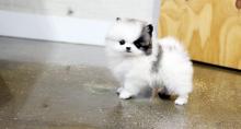 Puppies for sale pomeranian spitz - Poland, Wroclaw