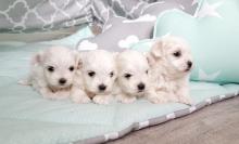 Puppies for sale maltese - Lithuania, Ionava