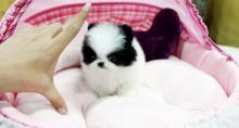 Puppies for sale pomeranian spitz - Poland, Wroclaw
