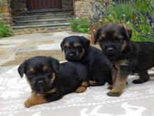 Puppies for sale border terrier - Ireland, Dublin. Price 10 €