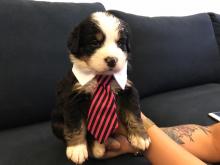 Puppies for sale bernese mountain dog - Malta, Valletta. Price 250 €