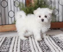 Puppies for sale maltese - Finland, Helsinki