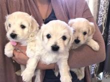 Puppies for sale maltese - Sweden, Lulea