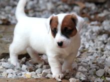 Puppies for sale jack russell terrier - Latvia, . Price 10 €