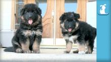 Puppies for sale german shepherd dog - Slovakia, . Price 32 €