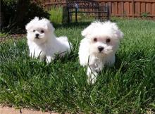 Puppies for sale maltese - Estonia, Pya